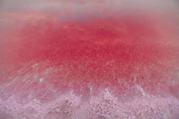 Salmuera Sal Lago Rosado Coloreado Por Microalgas Dunaliella Salina Famosa — Foto de Stock