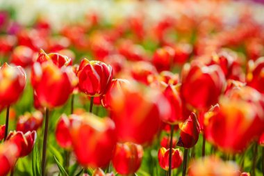 lale dolu güneşli günde alan 