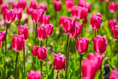 lale dolu güneşli günde alan 