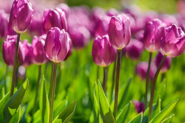 Pole Plné Tulipánů Slunečný Den — Stock fotografie