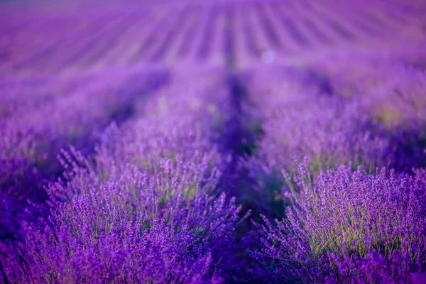 Prachtig Lavendelveld Bij Zonsondergang — Stockfoto
