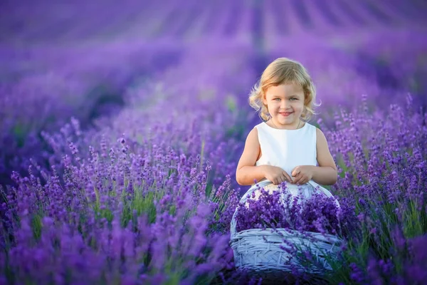 Beautiful Little Girl Posing Lavender Field Holding Basket Full Flowers — Stock Photo, Image