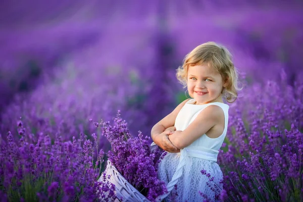 Beautiful Little Girl Posing Lavender Field Holding Basket Full Flowers — Stock Photo, Image