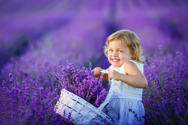 Beautiful Little Girl Posing Lavender Field Holding Basket Full Flowers — Stock Photo, Image