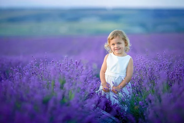 Beautiful Little Girl Posing Lavender Field Holding Basket Full Flowers — Stock Photo, Image