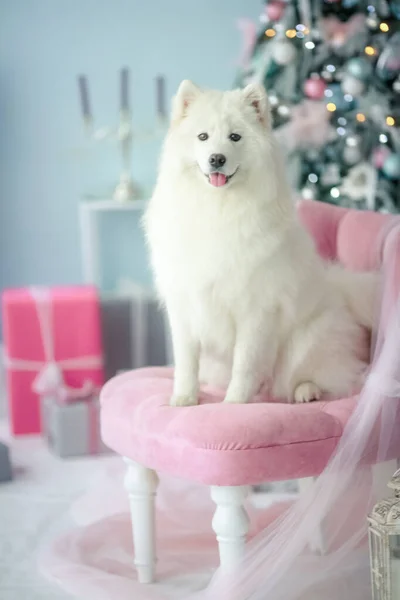 푹신 한 하얀 개가 의자에 앉아 포즈를 취하는 모습. — 스톡 사진