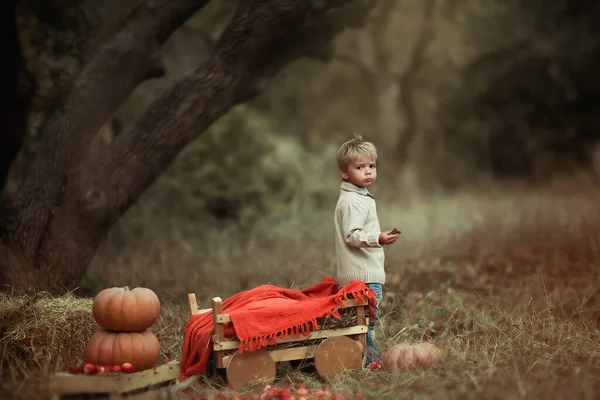 A young boy in a sweater on the background of autumn dark forest guards orange pumpkins — Stock Photo, Image