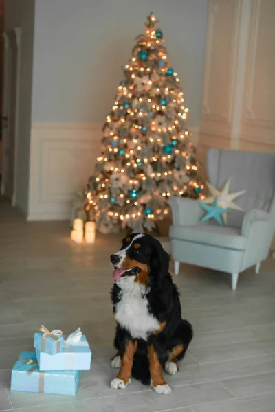 크리스마스 장식을 한 나무 옆에 사람 이 없는 순종하는 개 — 스톡 사진
