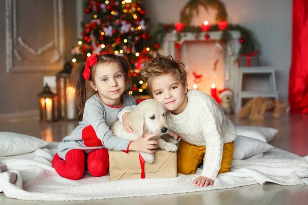 哥哥和姐姐很高兴收到一只小狗作为新年的礼物 — 图库照片