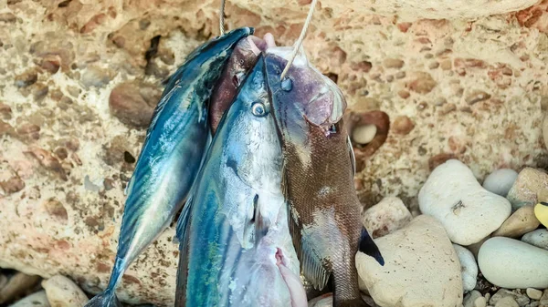 Primer plano del mar. Pesca de captura marina —  Fotos de Stock