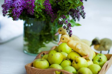 Hayvanlar küçük canlı ördekler bir fotoğraf stüdyosundaki elmaların yakınına kapanır.
