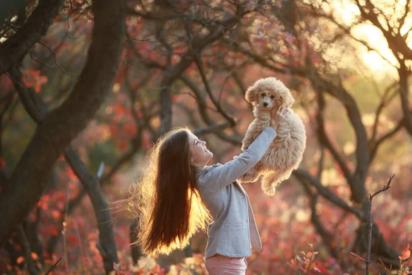 Девушка в осеннем лесу держит в руках собачью породу карликового пуделя — стоковое фото