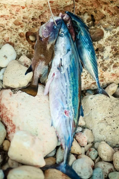 Primer plano del mar. Pesca de captura marina —  Fotos de Stock