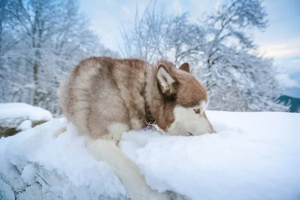Purebred dog breed a weasel lying in a snow drift — Stock Photo, Image