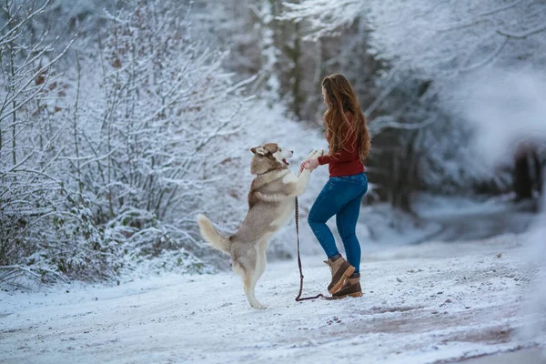 Γυναίκα volking με το σκυλί στο χειμώνα δάσος χιόνι κάλυψε δρόμο — Φωτογραφία Αρχείου
