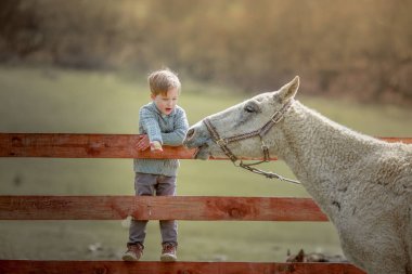 Çiftlikte okul çağındaki bir çocuk ahşap bir çitte oturur ve bir midilliyi besler.