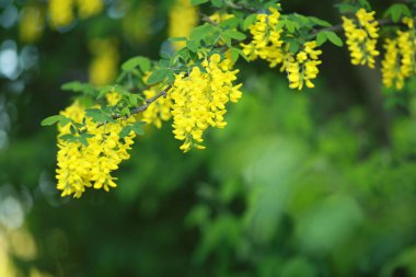 İnsanlar olmadan yeşil ağaç ve baharın başında açan sarı çiçekler.