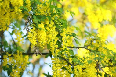 Bir demet çiçekli dalları kapatın.