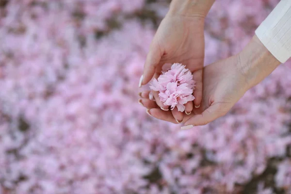 Womans hands close up. The girl holds the petals of pink flowers in her hands — Stock Photo, Image