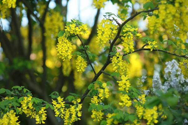Close-up van een bos bloeiende takken geel met bloemen — Stockfoto