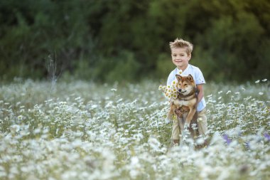 Bir çocuk papatyalarla tarlada bir köpekle oynuyor.
