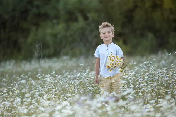 Šťastný veselý chlapec sbírá kytice květin sedmikrásky v bílém poli — Stock fotografie