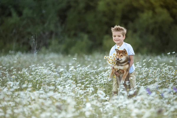 Bir çocuk papatyalarla tarlada bir köpekle oynuyor. — Stok fotoğraf