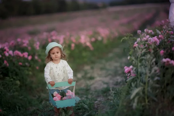 A child collects in a basket rose flowers in a wild field — Stock Photo, Image