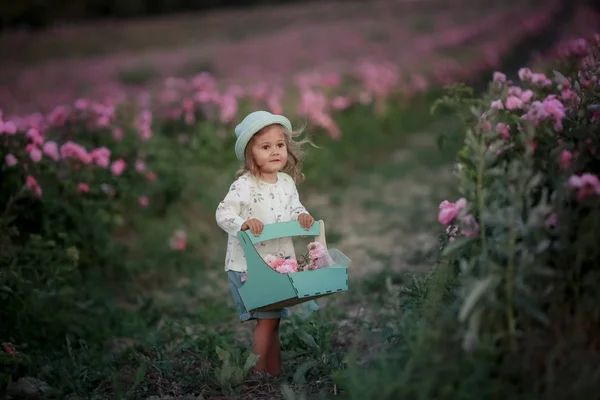 Un niño recoge en una cesta flores de rosas en un campo salvaje —  Fotos de Stock