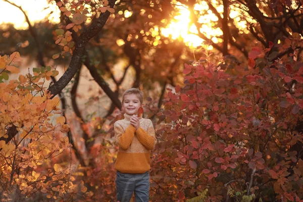 Fiú a fák között a kertben késő ősszel. Sárga fák — Stock Fotó