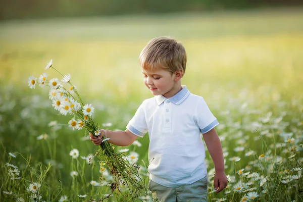 Child boy holding a bouquet of daisies — Stock Photo, Image