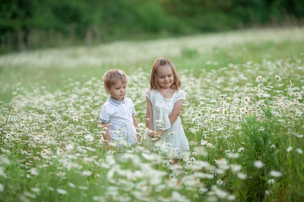 Niños niño y niña besándose en el fondo de un campo blanco con margaritas — Foto de Stock