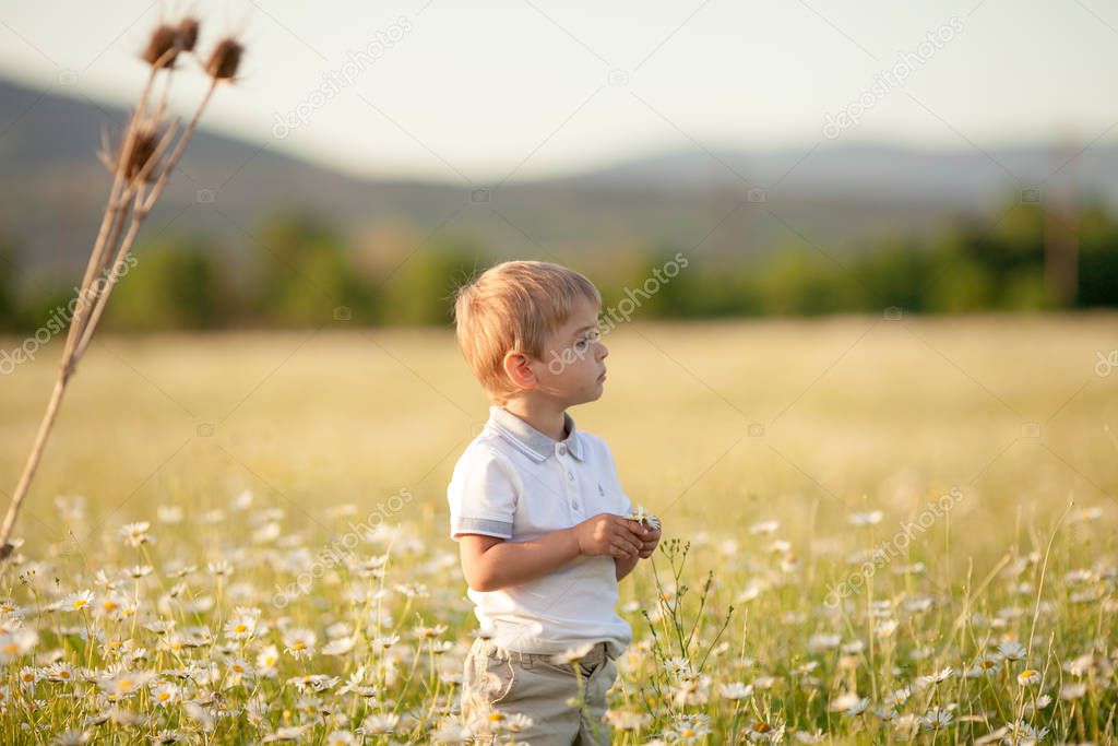 Child 3-5 years collects daisies in spring blooming natural field