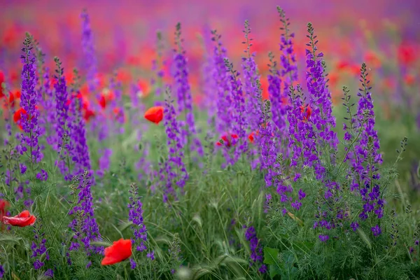 Flores silvestres em um prado de primavera de roxo e vermelho Imagens Royalty-Free