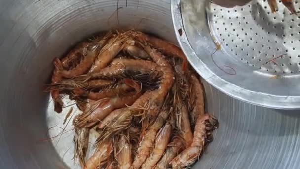 물고기 시장에서 식 하는 지중해의 참새우 — 비디오