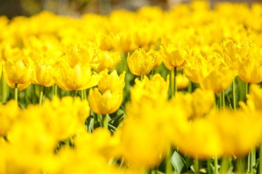 Doğal bir tarlada taze sarı bahar lale çiçekleri.
