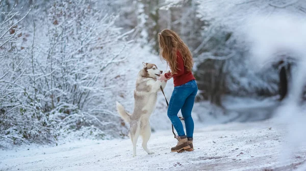 Žena volking se psem na zimní lesní zasněžené silnici — Stock fotografie