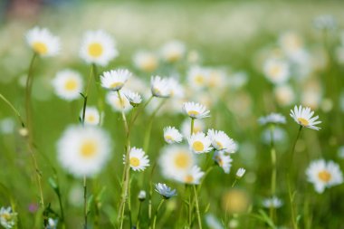 Yeşil bir açıklıkta beyaz papatyalar.