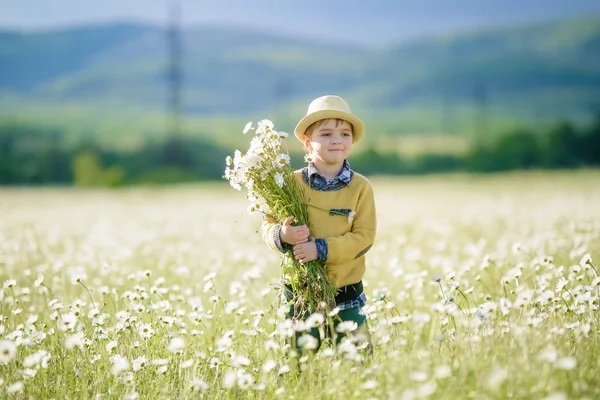 A child collects a bouquet of daisies in an agricultural field of daisies — 스톡 사진
