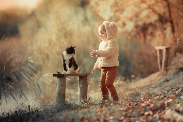 Un niño de 4 años camina en el parque en otoño y acaricia a un gato que se sienta en un banco —  Fotos de Stock