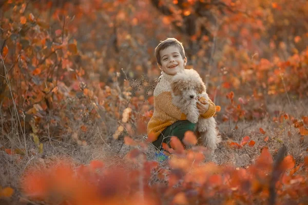 Kind jongen in de buurt van heldere kleurrijke herfstbomen met een hond poedel in zijn armen — Stockfoto