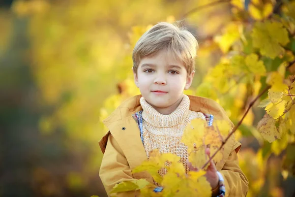 Retrato de un niño en edad preescolar jugando cerca de un árbol con hojas amarillas —  Fotos de Stock