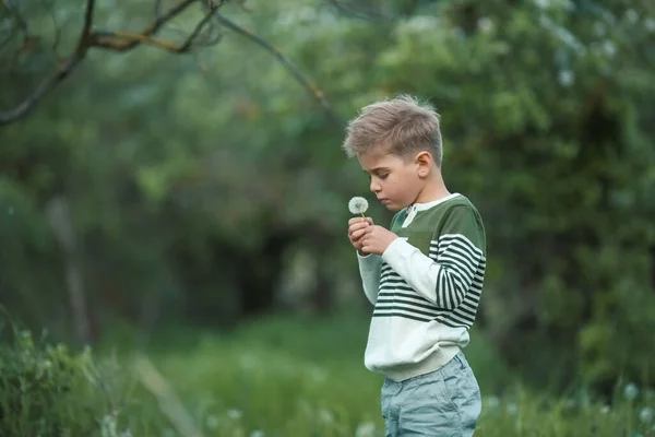 Seorang anak laki-laki berjalan di lapangan dengan dandelion dan pukulan di sebuah dandelion — Stok Foto