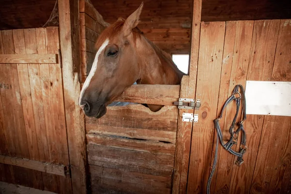 Uppfödning häst för ridsport — Stockfoto
