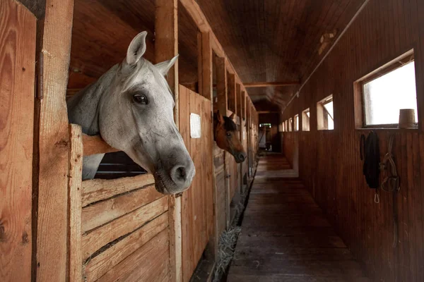 Trä stabilt av hästar — Stockfoto