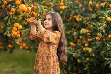 The girl stands in the garden with tangerines and prepares to harvest a ripe harvest. clipart