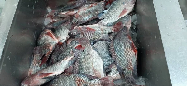 Pescado fresco mediterráneo en contenedores de hielo en el mercado —  Fotos de Stock