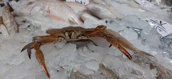 魚市場の新鮮な冷たい新鮮な魚介類 — ストック写真