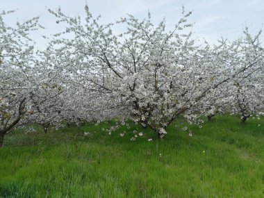 Ağaçları ve kültürel olarak büyümüş çiçekleri olan tarım endüstrisi bahçesi. Fotoğrafta insan olmayan doğa.