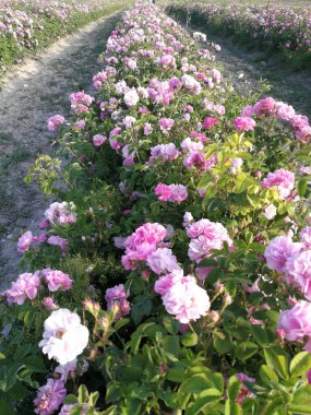 Ağaçları ve kültürel olarak büyümüş çiçekleri olan tarım endüstrisi bahçesi. Fotoğrafta insan olmayan doğa.